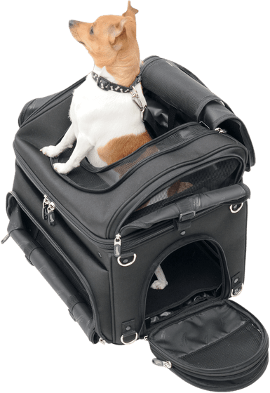 SADDLEMEN pet carrier synthetic leather black